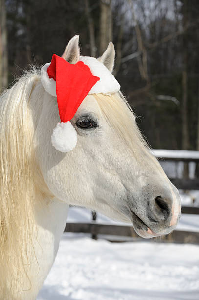 istock White Horse Wearing Christmas Santa Hat, Head Shot Side View 174955607