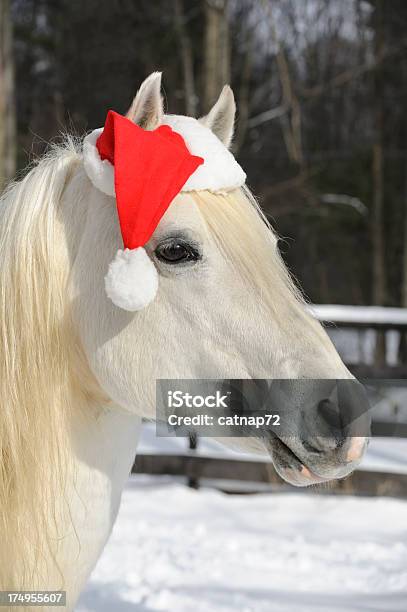 Biały Koń Noszenia Christmas Santa Hat Head Shot Widok Z Boku - zdjęcia stockowe i więcej obrazów Czapka Świętego Mikołaja