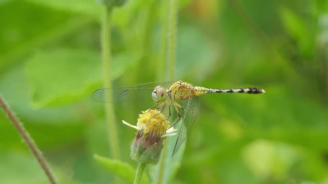 Dragonfly perching on flower.