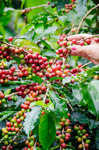 istock Harvesting ripe beans from a coffee plant 174955893