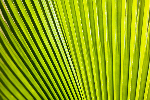 istock Fan Palm, Maui 174956058