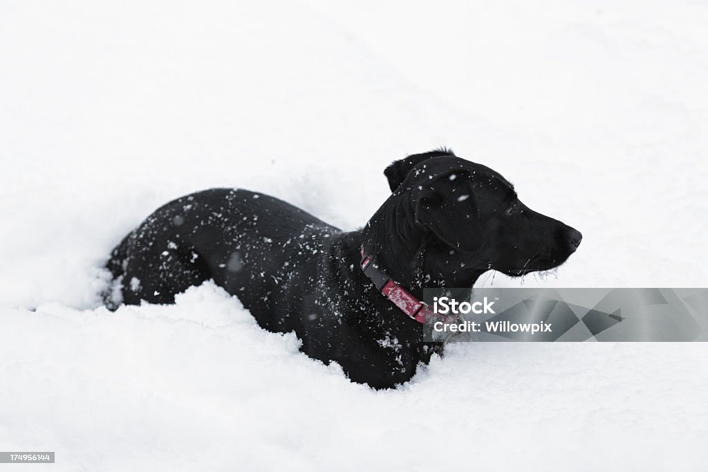 Nero cane sdraiato/a da neve - Foto stock royalty-free di Allerta