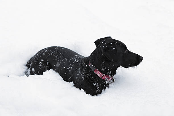 nero cane sdraiato/a da neve - isweather2013 foto e immagini stock