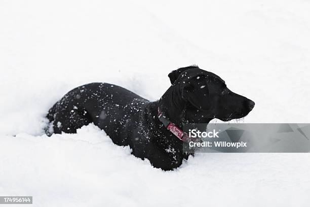 Nero Cane Sdraiato A Da Neve - Fotografie stock e altre immagini di Allerta - Allerta, Ambientazione esterna, Animale