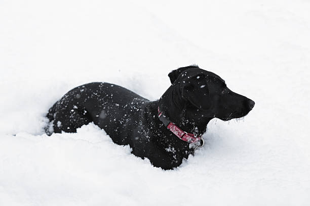 czarny pies w pozycji leżącej w śniegu - isweather2013 zdjęcia i obrazy z banku zdjęć