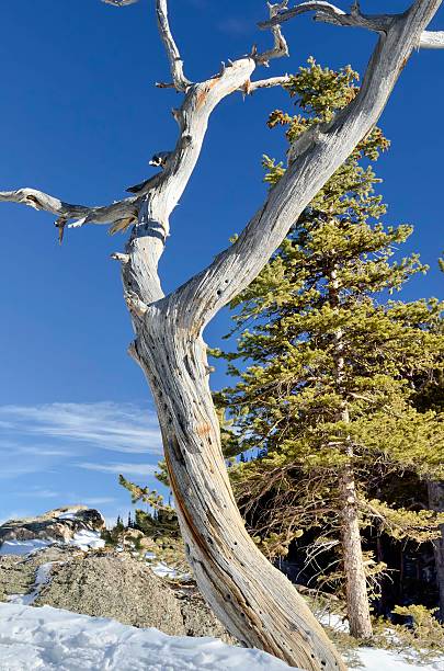 rocky mountains en hiver - cold lake frozen estes park photos et images de collection