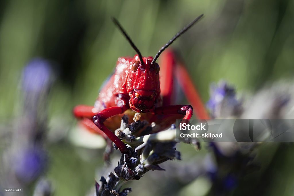 red locust - Foto de stock de Cabeça de animal royalty-free