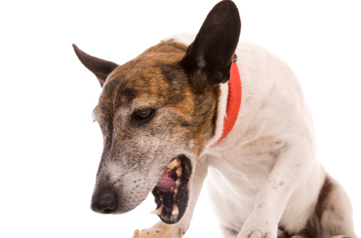 A little dog chewing and vomiting isolated on white.