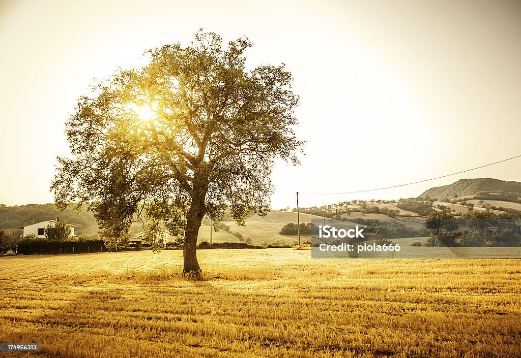 Campo de cereais quentes e pôr-do-sol - Foto de stock de Agricultura royalty-free