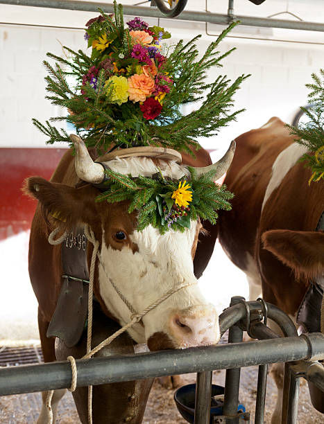 gado com decoração com flores e sininho de vaca - switzerland cow bell agricultural fair agriculture - fotografias e filmes do acervo