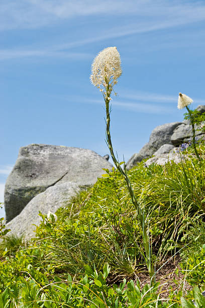 Beargrass Blooming in an Alpine Meadow The Alpine Lakes Wilderness, created by the US Congress in 1976, has more than 700 lakes and mountain ponds filling practically every low spot in this glacier-carved terrain. This beargrass was photographed on Granite Mountain in the Alpine Lakes Wilderness near Snoqualmie Pass, Washington State, USA. jeff goulden alpine lakes wilderness stock pictures, royalty-free photos & images