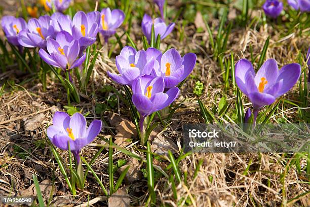 Den Frühlingskrokussen Stockfoto und mehr Bilder von Blau - Blau, Blume, Fotografie