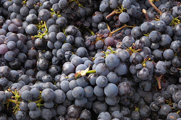 istock Bin Full of Just Harvested Wine Grapes 174956749