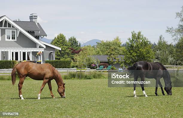 Vancouver Stockfoto und mehr Bilder von Pferd - Pferd, Wohnhaus, Wohngebäude