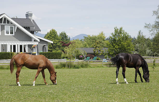 View from the Kentucky Horse Park, white fence with retired thoroughbred, USA