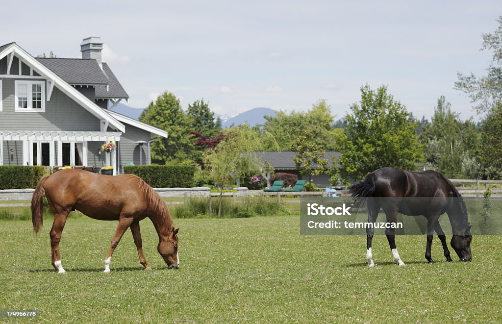 Vancouver - Foto de stock de Cavalo - Família do cavalo royalty-free