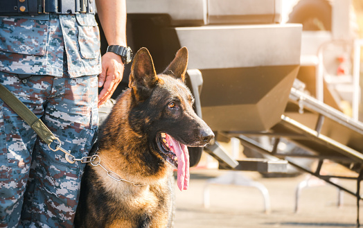 Close-up of military dog sitting with his owner in the background