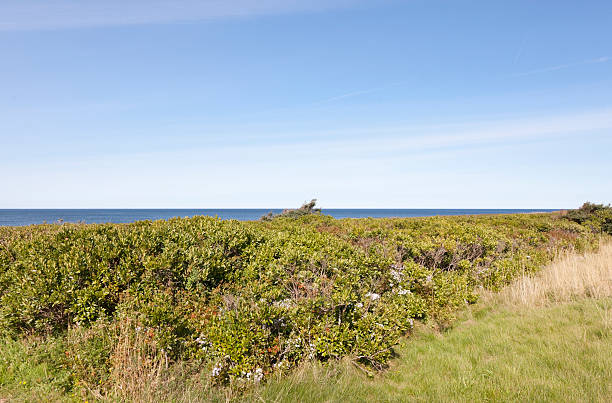 Cavendish Panorama Tall grass and shrubs overlooking Prince Edward Island National Park at Cavendish. Horizontal.-For more Maritime Canada images, click here.  CANADA'S MARITIME PROVINCES  cavendish beach at prince edward island national park canada stock pictures, royalty-free photos & images