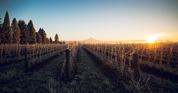 Oregon nascer do sol sobre o Monte Hood e congelados reinterpretação de paisagem - fotografia de stock