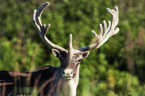 A mature caribou in the wilds of South East Newfoundland.