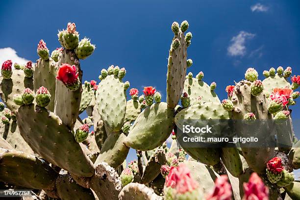 Cactus De Flor Foto de stock y más banco de imágenes de Aire libre - Aire libre, Azul, Belleza de la naturaleza
