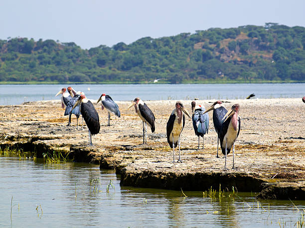 Marabu on Ziwai "Marabou standing on Small Island on Lake Ziway, which is located some 100 km south from Addis Ababa in Ethiopia. It is known for fish, birds and Hypos." marabu stork stock pictures, royalty-free photos & images