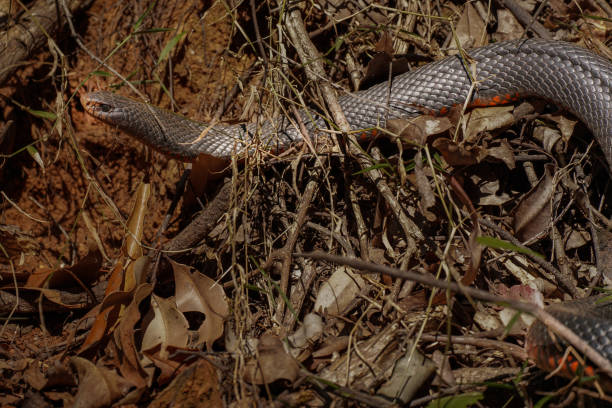 istock Red bellied black snake in the leaf litter 1749584203