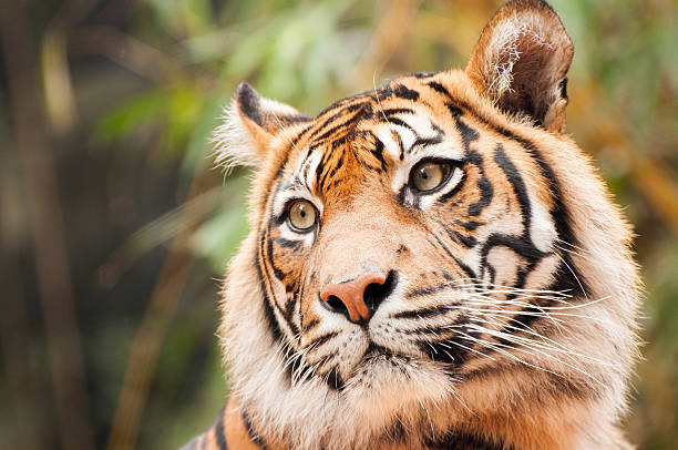 zoológico taronga tiger - taronga fotografías e imágenes de stock