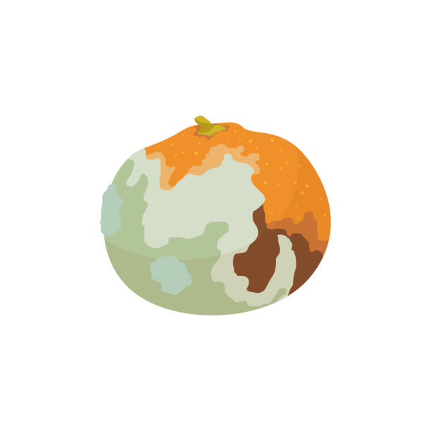 Spoiled orange fruit Spoiled orange fruit. Rotten food product, organic food waste cartoon vector illustration dangerous steak stock illustrations