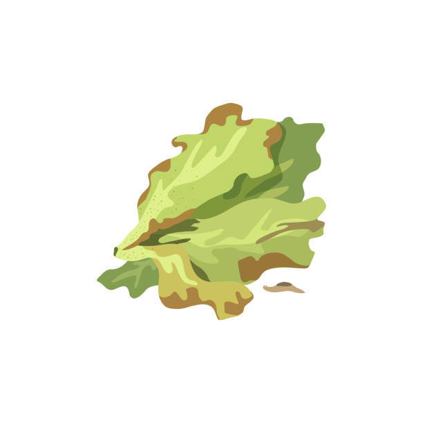 illustrazioni stock, clip art, cartoni animati e icone di tendenza di foglie di insalata avariate - virus unpleasant smell fungus animal