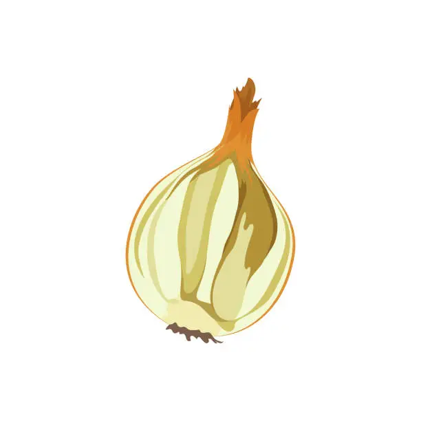 Vector illustration of Spoiled onion vegetable
