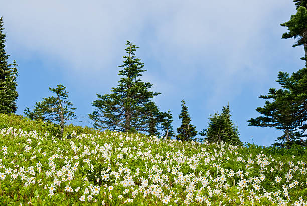 Avalanche Lilies Blooming in an Alpine Meadow For a few weeks every year, the meadows of Mount Rainier are filled with an amazing variety of wildflowers. The earliest blooms come as the last of the winter snow is melting. Depending on elevation, summer weather and the amount of snow, the blooming season can be July through September. This photograph was taken in July at Paradise Meadows in Mount Rainier National Park, Washington State, USA. jeff goulden mount rainier national park stock pictures, royalty-free photos & images