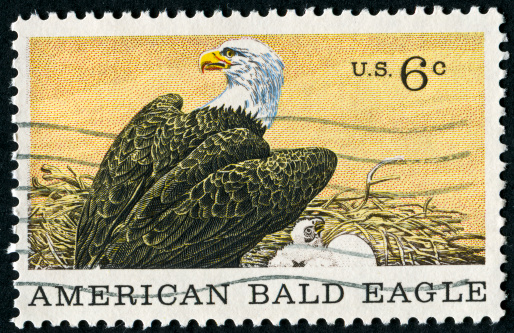 Bald eagle in front of american flag