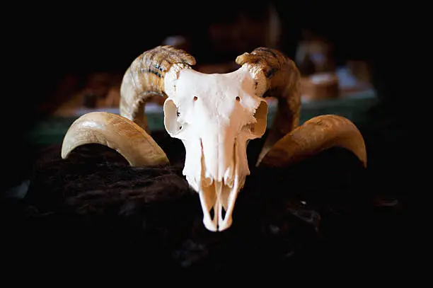 Photo of Sheep's skull