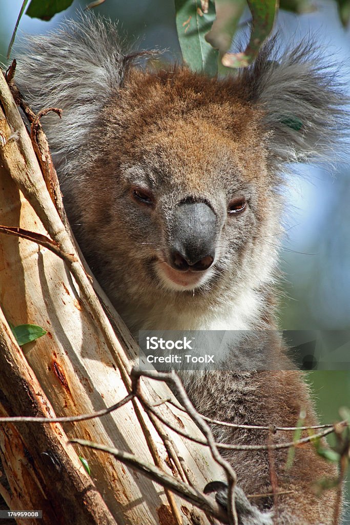 Koala - Foto de stock de Isla de Phillip libre de derechos
