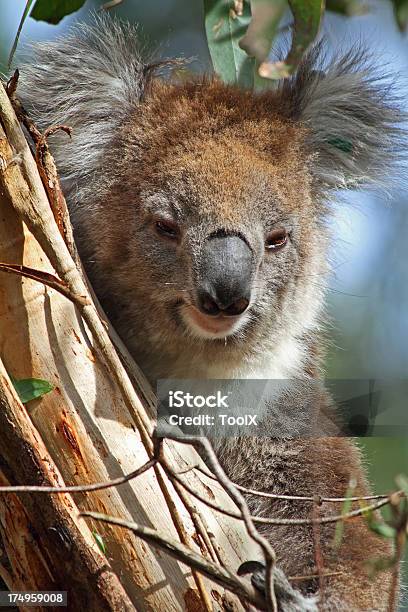 Koala Foto de stock y más banco de imágenes de Isla de Phillip - Isla de Phillip, Animal, Australia