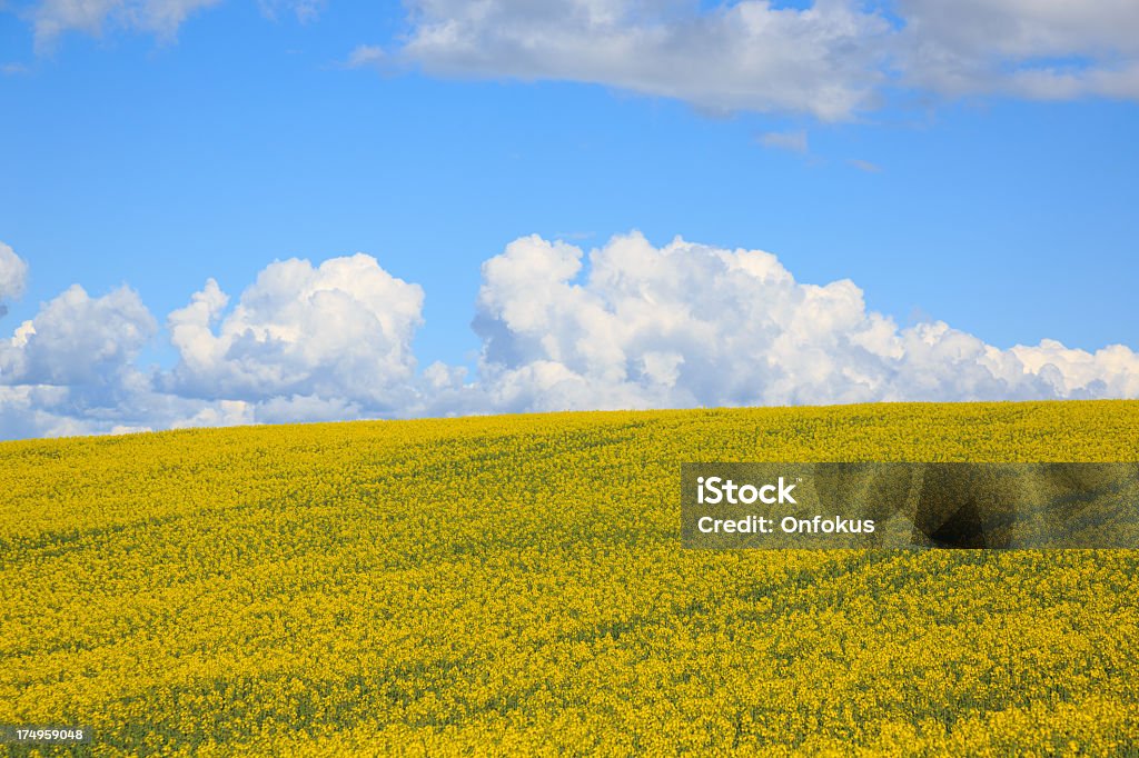 Champ de colza de Floraison paysage - Photo de Champ libre de droits