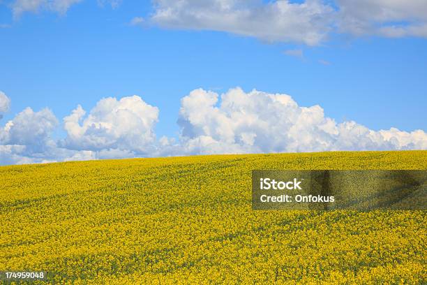 Photo libre de droit de Champ De Colza De Floraison Paysage banque d'images et plus d'images libres de droit de Champ - Champ, Europe, Fleur - Flore