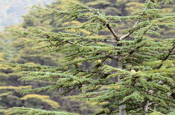 istock Cedar of Lebanon 174959065