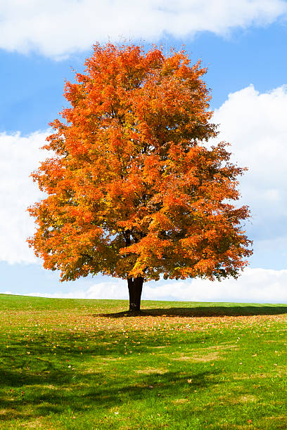 Autumn leaves, very shallow focus, perfect fall background