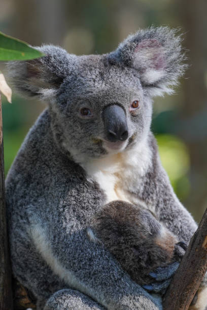 istock Portrait of a koala with a baby looking at camera 1749591284