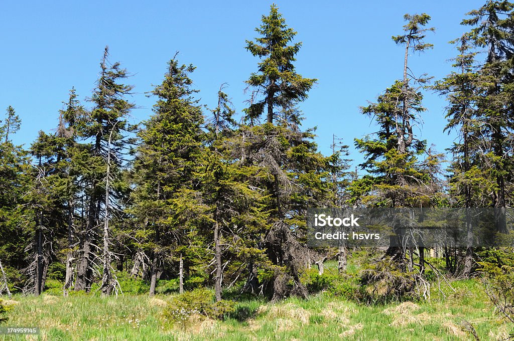 Wald am Berg Brocken beschädigt von Bark beetle - Lizenzfrei Saurer Regen Stock-Foto