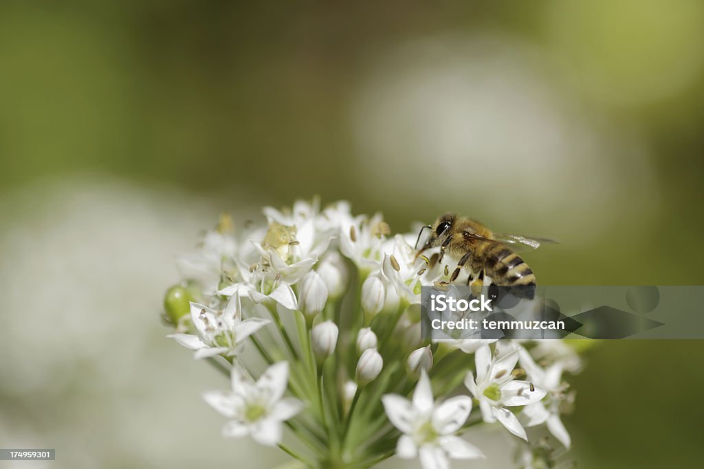 Bees Honey bee working on garlic chive flower. Activity Stock Photo