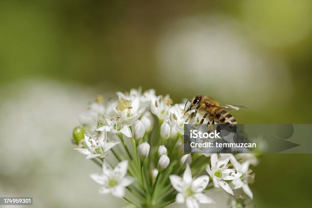 Bees Stock Photo - Download Image Now - Activity, Agriculture, Animal Body Part