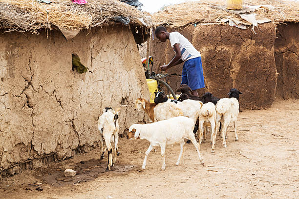 istock Maasai teenager with sheep. 174959435