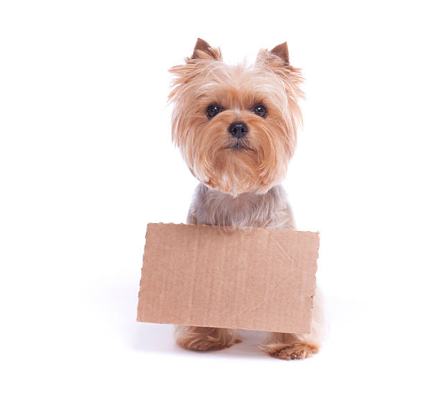 istock Yorkshire Terrier holding a Blank Sign 174959486