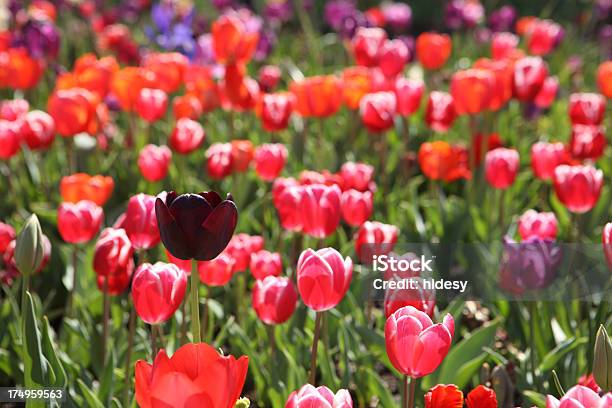 Foto de Campo De Tulipas e mais fotos de stock de Beleza natural - Natureza - Beleza natural - Natureza, Cabeça da flor, Campo