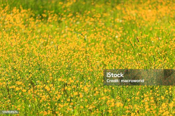 Photo libre de droit de Printemps Prairie Jaune banque d'images et plus d'images libres de droit de Beauté de la nature - Beauté de la nature, Botanique, Capitule