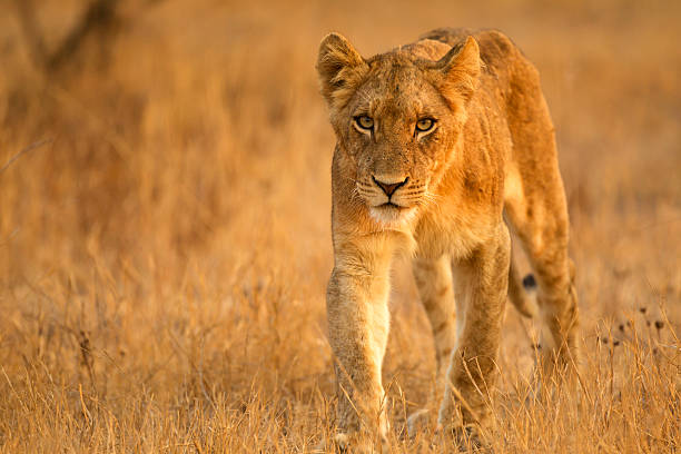 중유럽식 lion - lion africa safari south africa 뉴스 사진 이미지