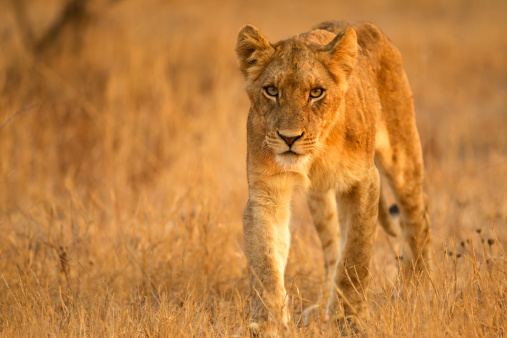 A lion walks through the grass in the Kruger National Park South Africa